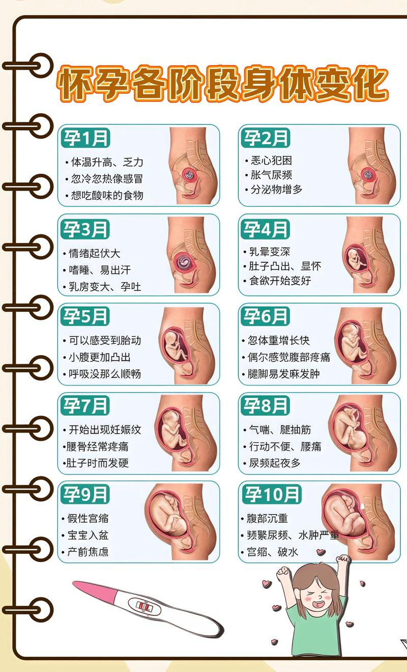 揭秘供卵代孕妈妈怀孕小腹分两节，孕期变化的奥秘酉阳代生机构: